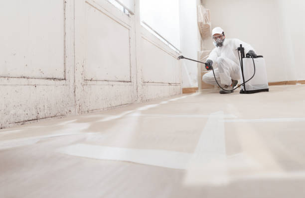 24/7 Emergency Basement Mold Remediation experts in Metuchen, NJ